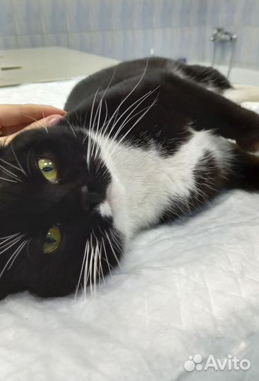 Лучший кот в добрые руки