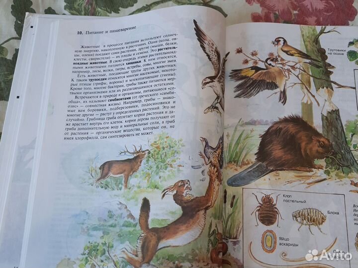 Учебник Биология Н.И. Сочинения 6 класс