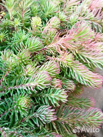 Почвопокровники,примулы,многолетники