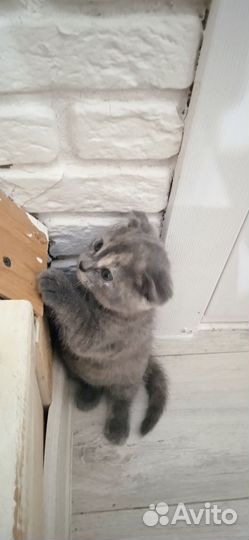Кошка в дар бесплатно