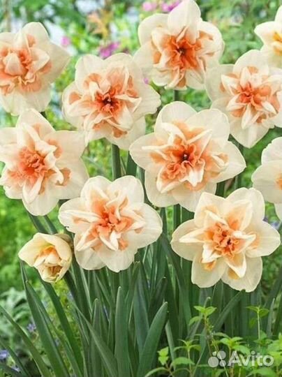 Луковицы нарциссов