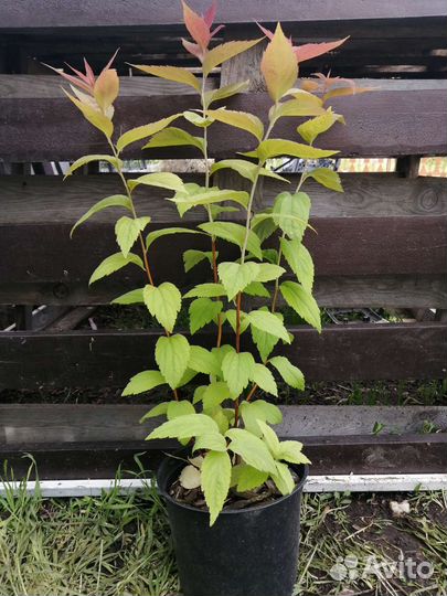 Спирея японская Макрофилла