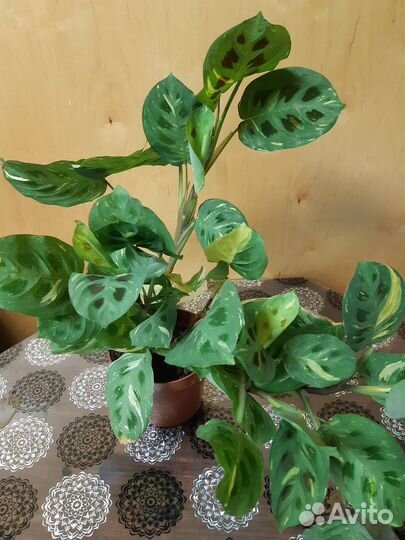 Комнатные растения