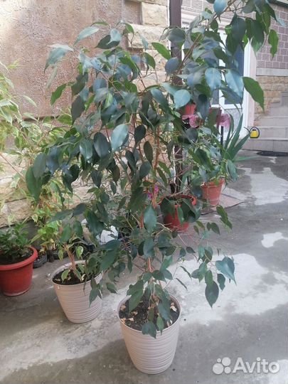 Фикус бенджамина