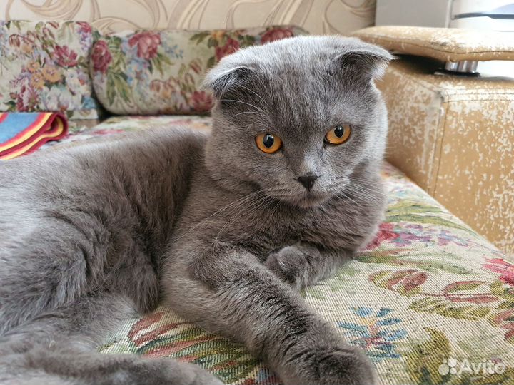 Шотландец вислоухий для вязки