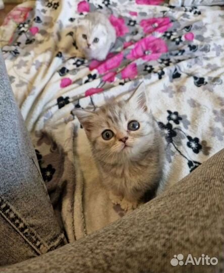 Шотландские котята, торг есть