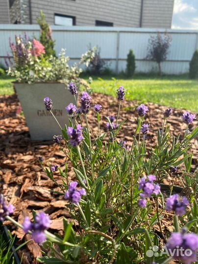 Кора лиственницы