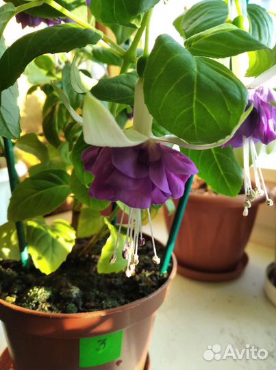 Фуксии, красивоцветущ. комнатные растения