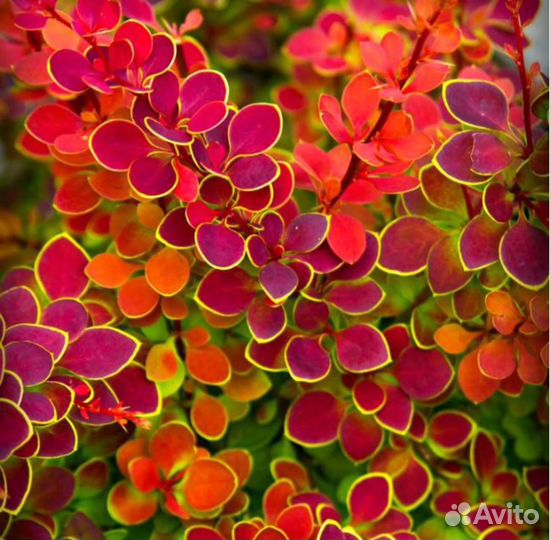 Туя Смарагд Даника Можжевельники Лапчатка Жасмин