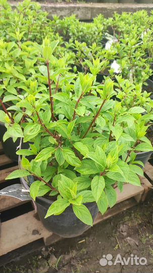 Гортензия метельчатая Ванилла Фрайз