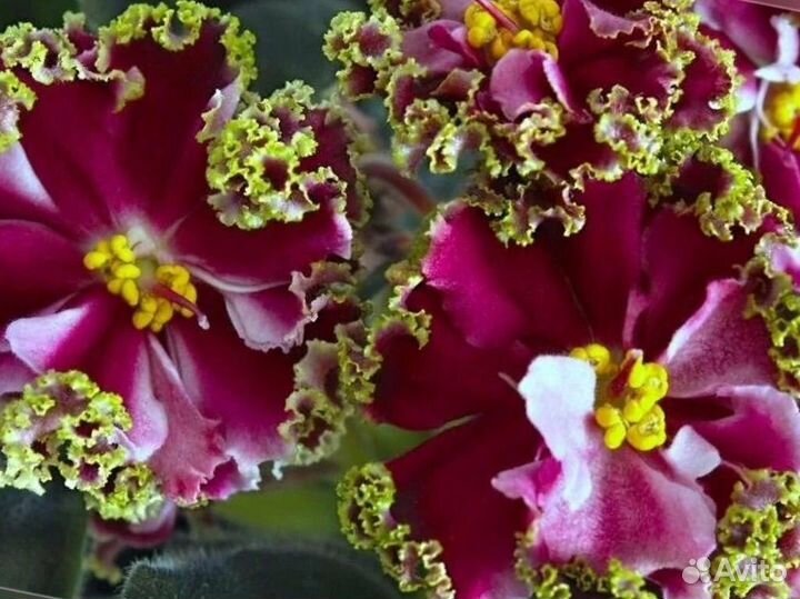 Наборы деток фиалочек