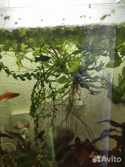 Аквариумные растения