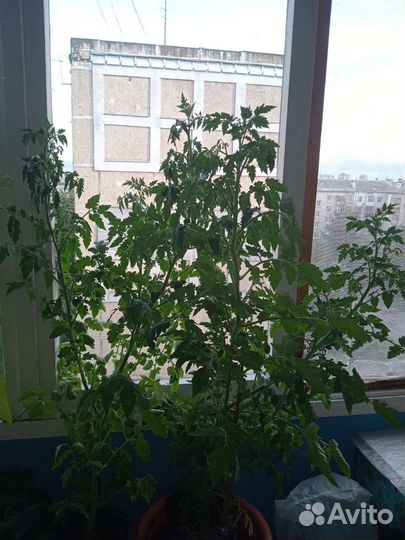 Томат сумасшедшие вишни Барри