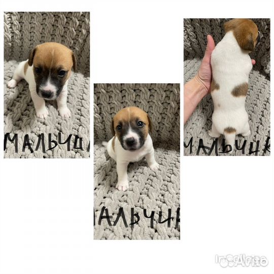Джек рассел терьер щенки