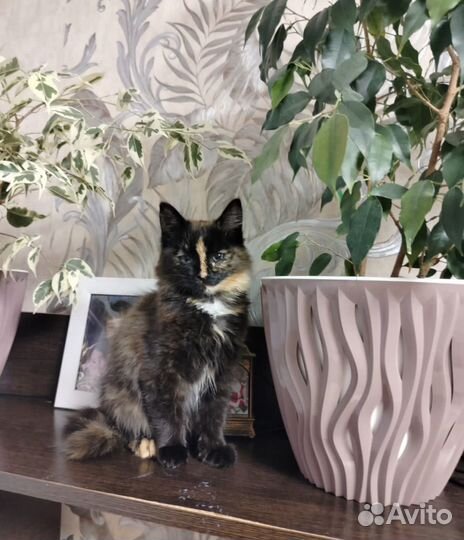 Кошка в дар бесплатно
