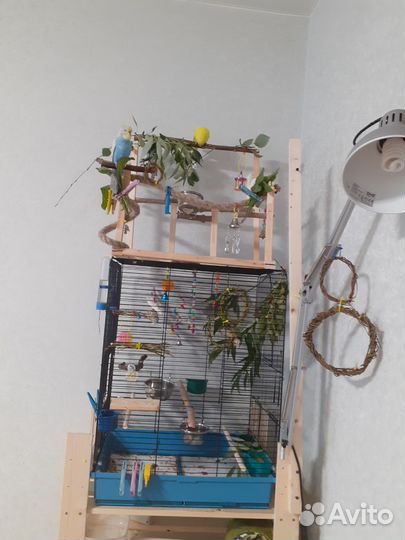 Большая Клетка