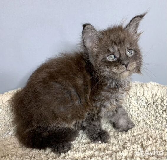 Малыш Мейн Кун