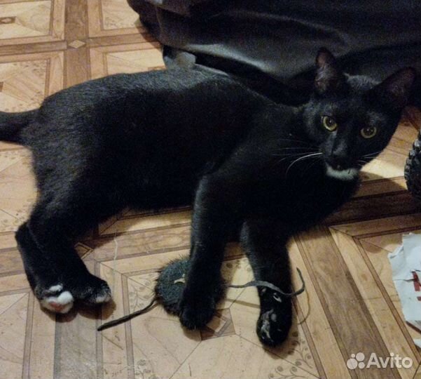 Кошки в добрые руки