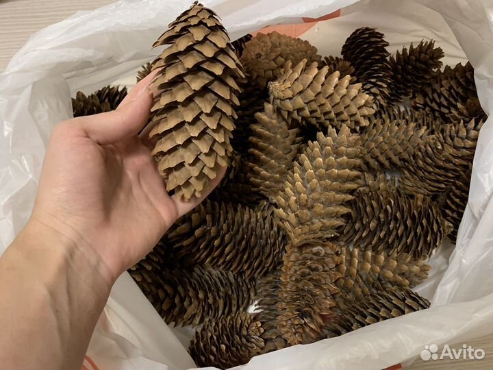 Шишки еловые