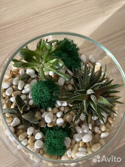 Флорариум суккуленты