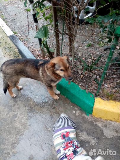 Собака мальчик 1 год привит умный