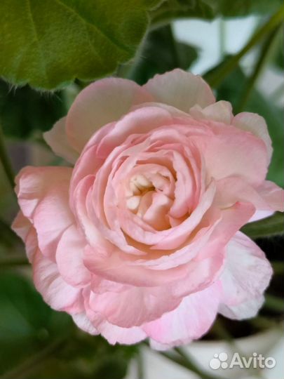 Та Эммануэль пеларгония