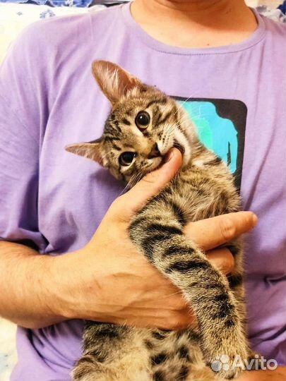 Котенок в добрые руки