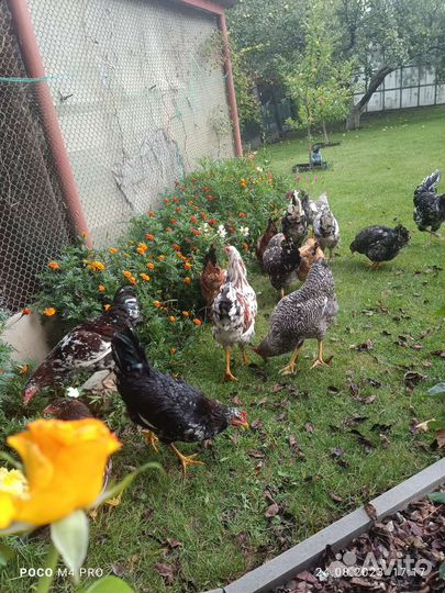 Петухи молодые 4.5 мес. На выбор