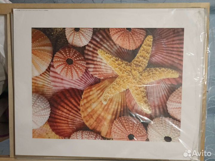 Постеры из икеа морские раковины 3 шт