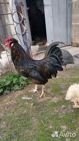 Петухи