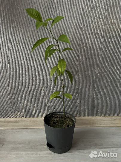 Лимон с горшком