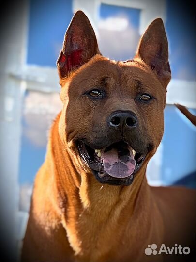 Тайский риджбек (вязка)