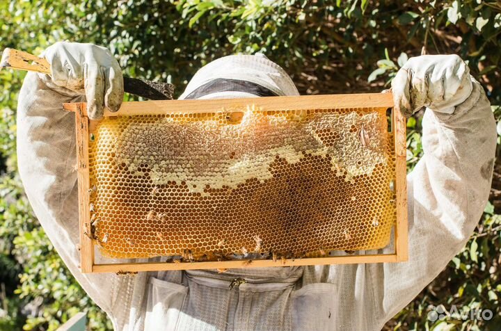 Мед натуральный с Алтая опт