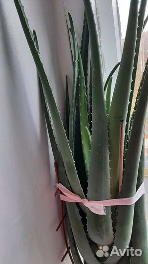 Алоэ вера растение