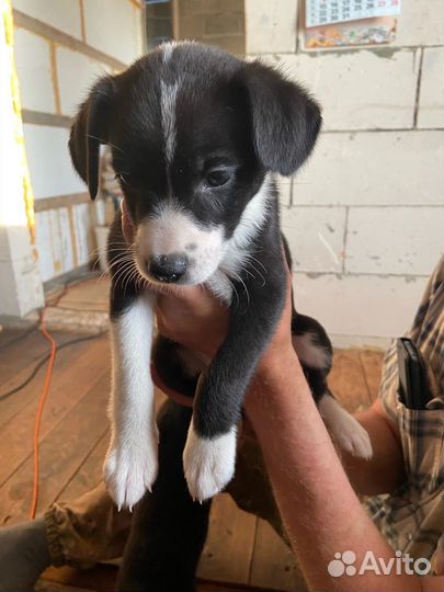 Отдам щенков от маленькой собачки