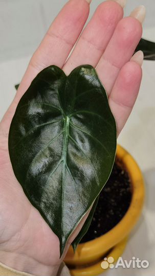 Детки редкой алоказии Регал Шилдс