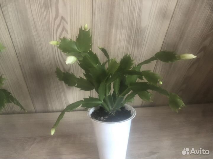 Декабрист цвет белый