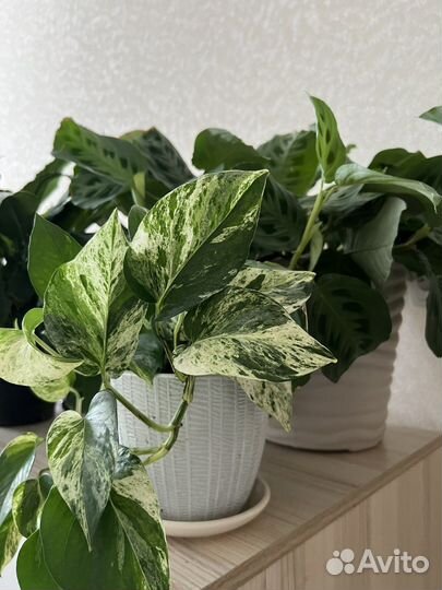 Эпипремнум