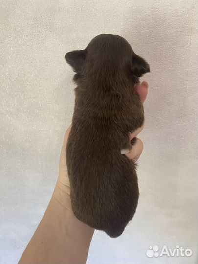 Супер мини чихуахуа