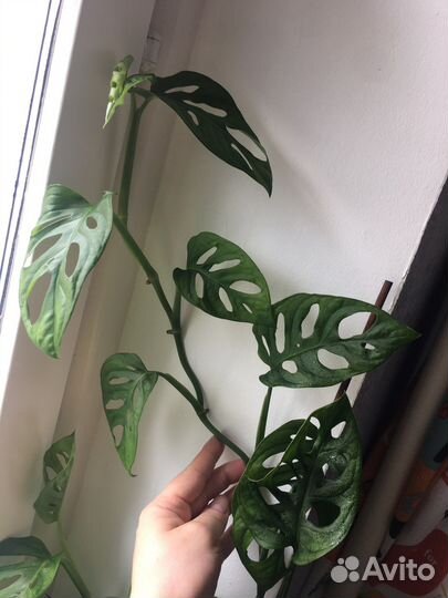 Монстера манки маск