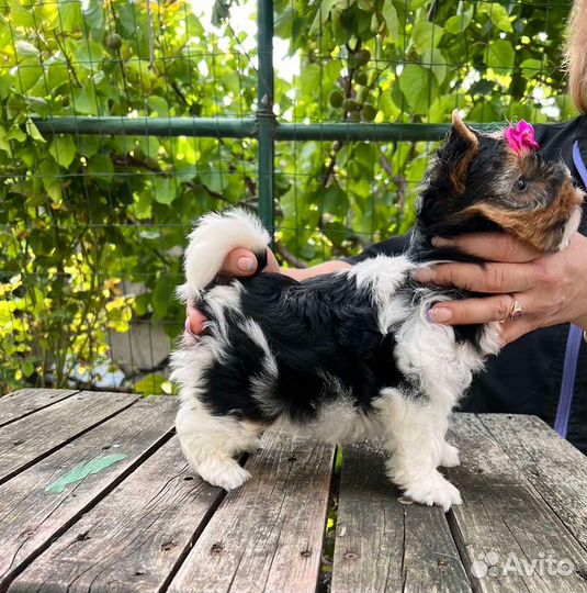 Йокширский терьер девочка