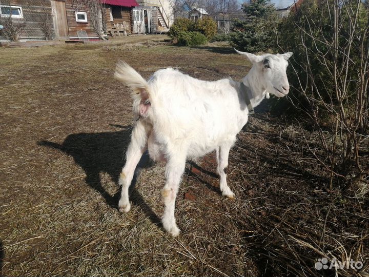 Коза