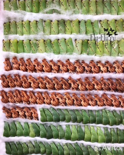 Франшиза Парка живых тропических бабочек Флай-Флай