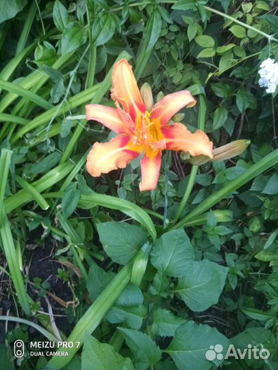 Лилейники сортовые