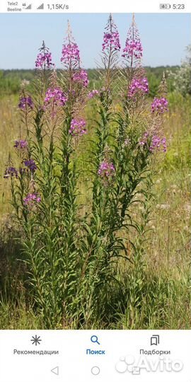 Иван - чай (кипрей) узколистный, цена за 1 пучок