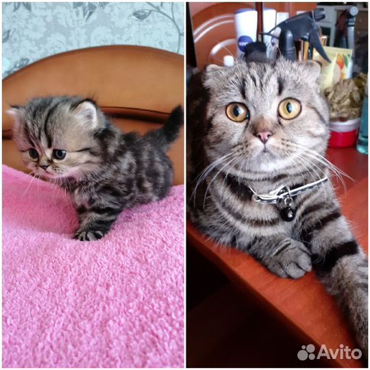 Кошки