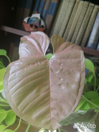 Сингониумы сортовые