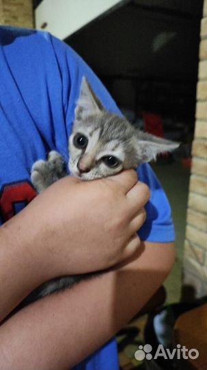 Котята девочки в добрые руки бесплатно