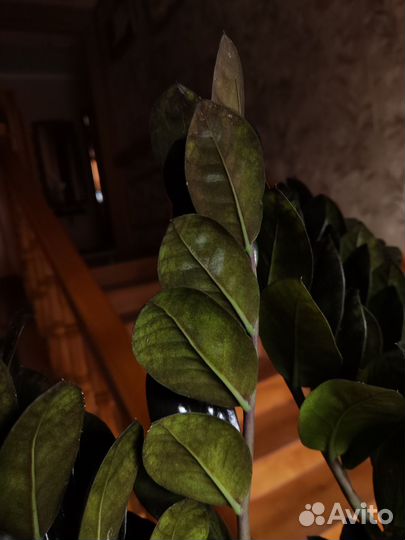 Замиокулькас черный равен