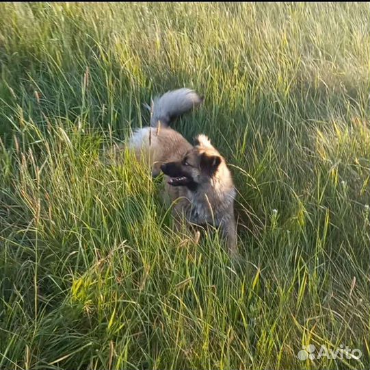 Собака в дар